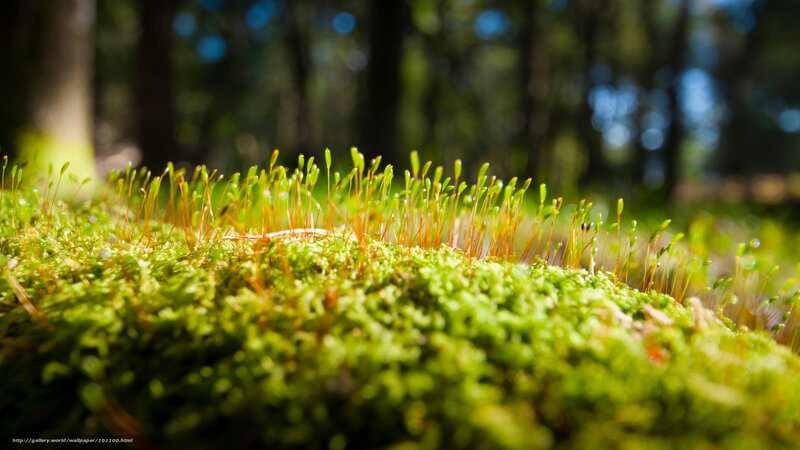Moss in Sunlight Forest