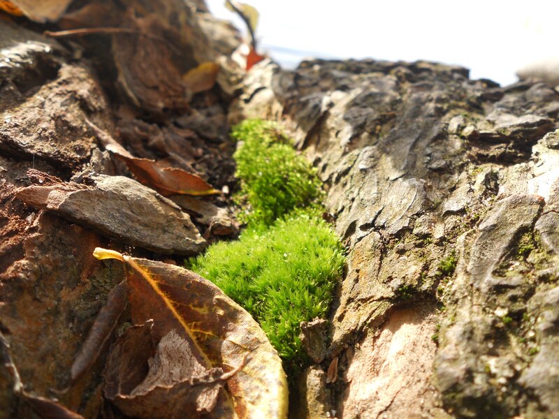moss in tree bark crevice