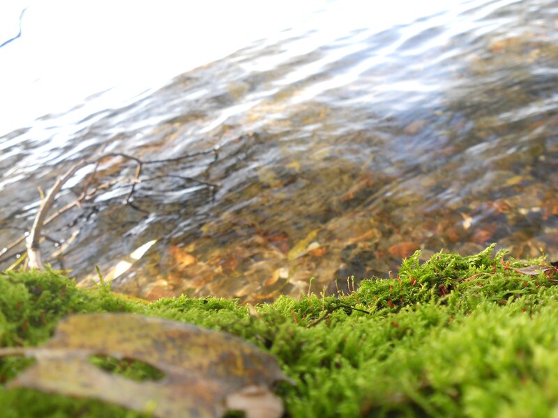 Moss Near Water