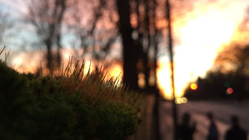 Moss on a Curb