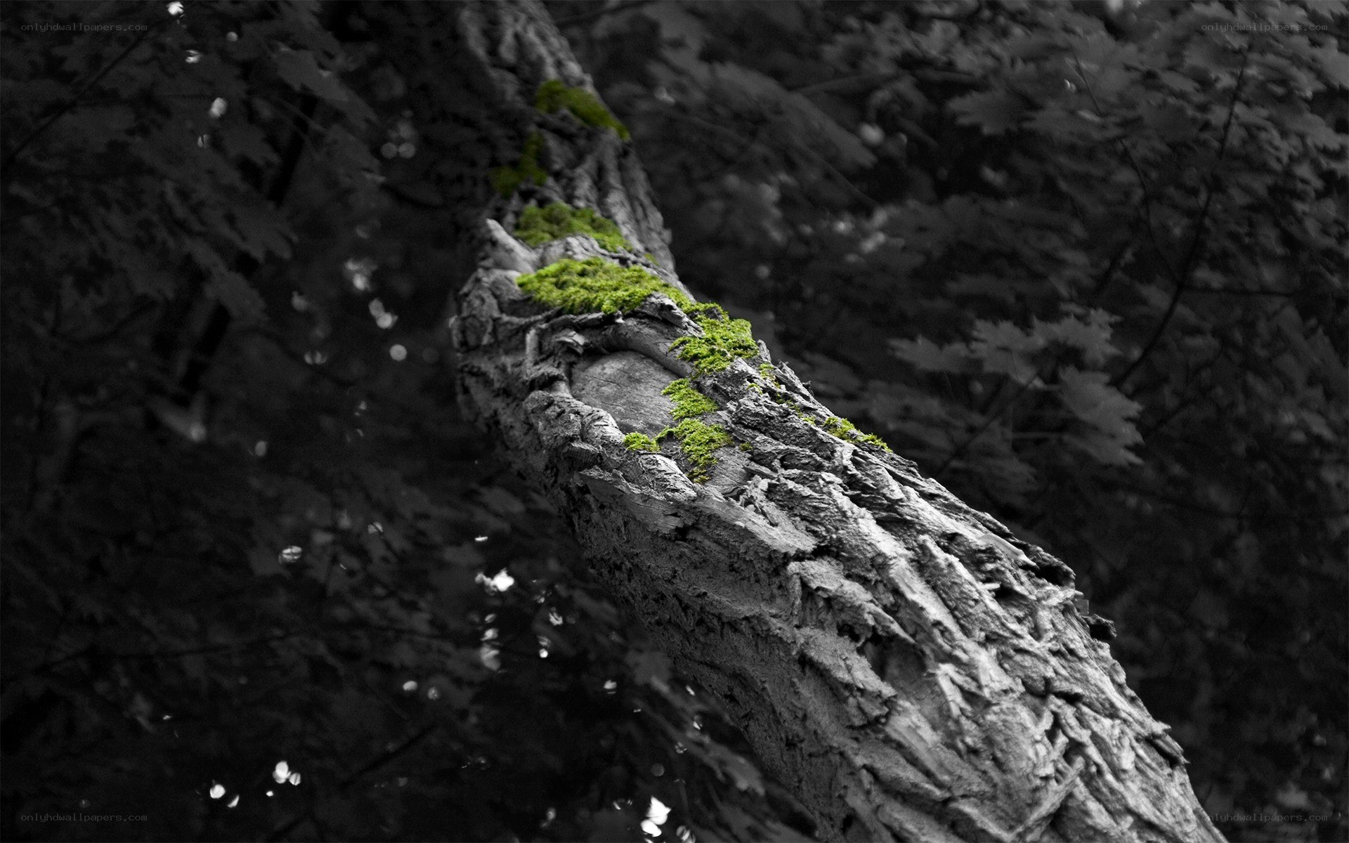 moss on a fallen tree