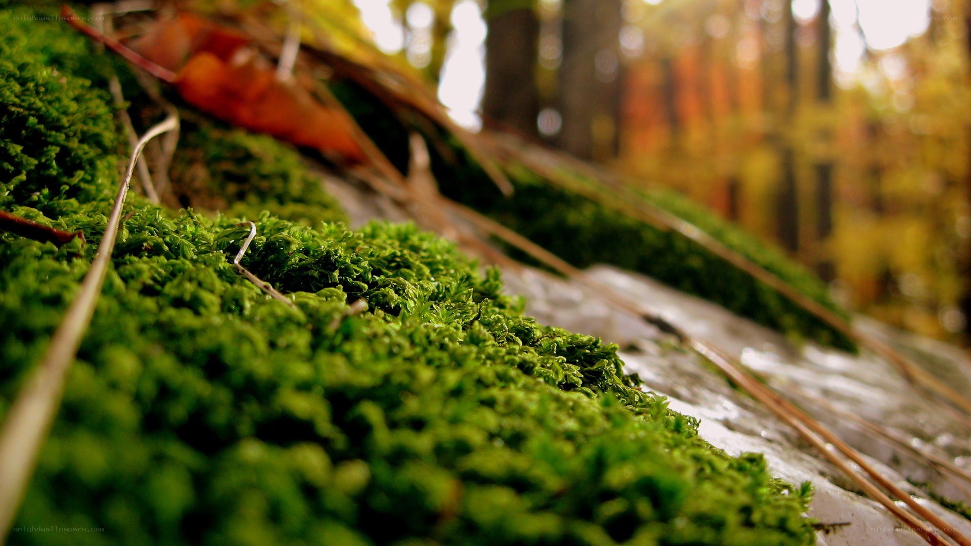 moss on a forest floor