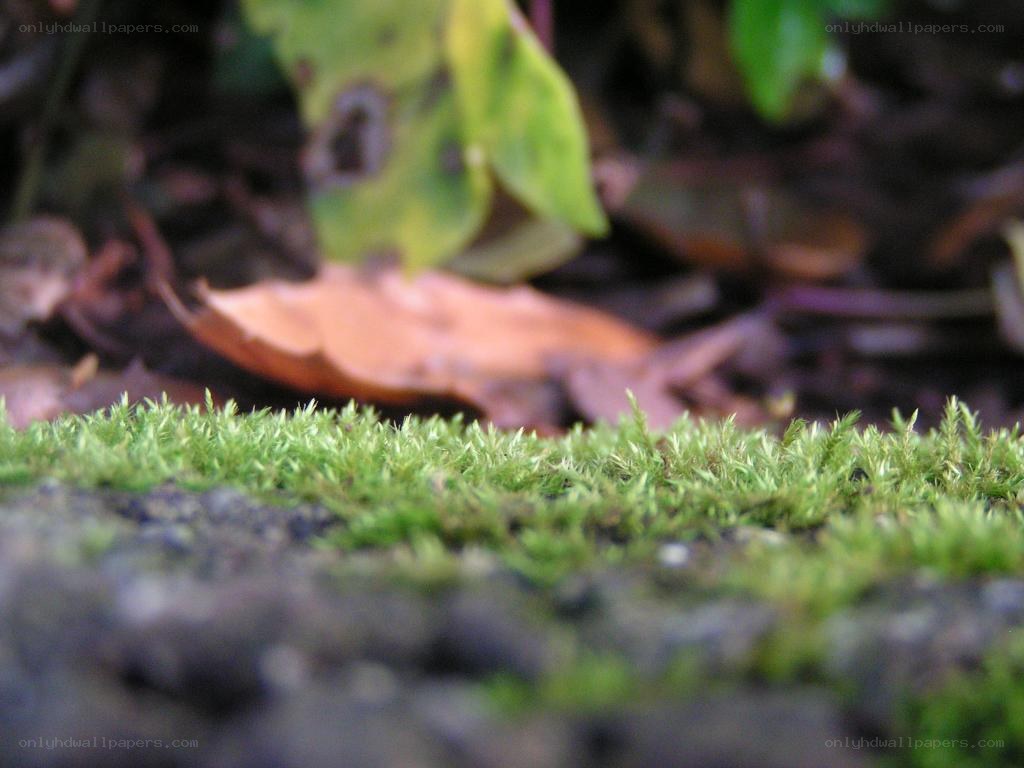 Moss on a forest floor
