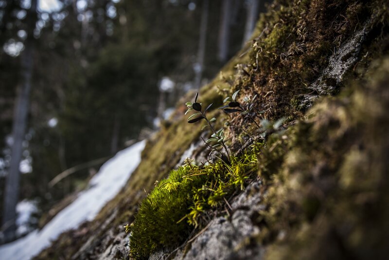Moss on a Forest Rock — Green