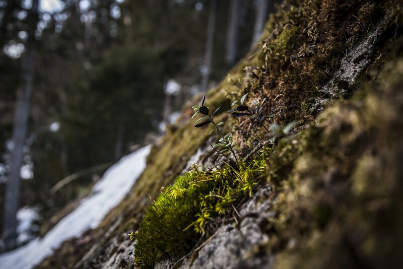 Moss on a forest rock