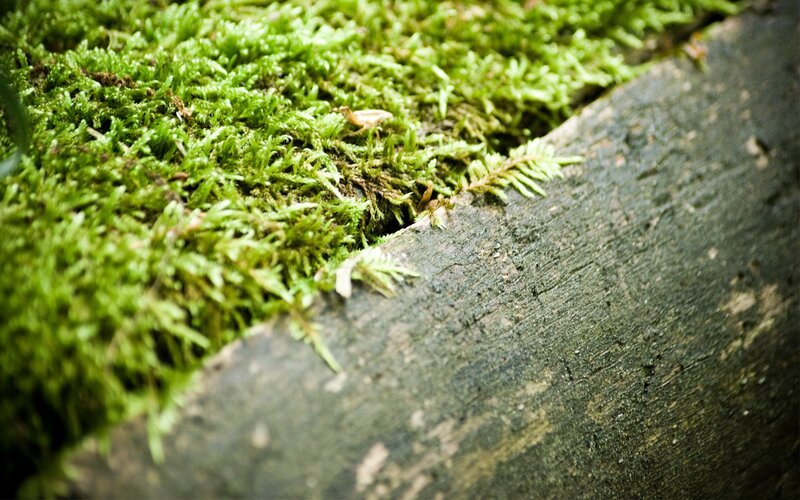moss on a log
