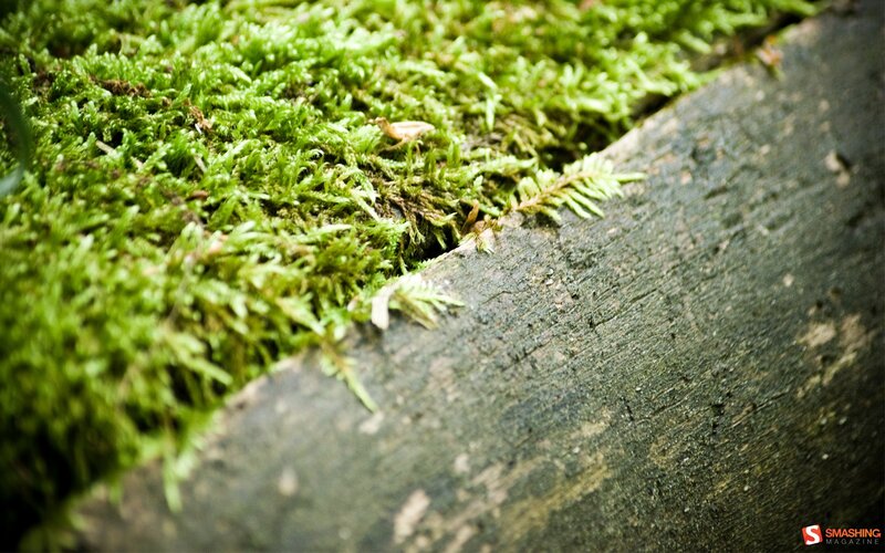 Moss on a Log — Green, Natural