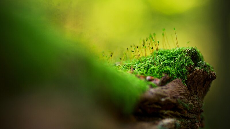 Moss on a Log — Green