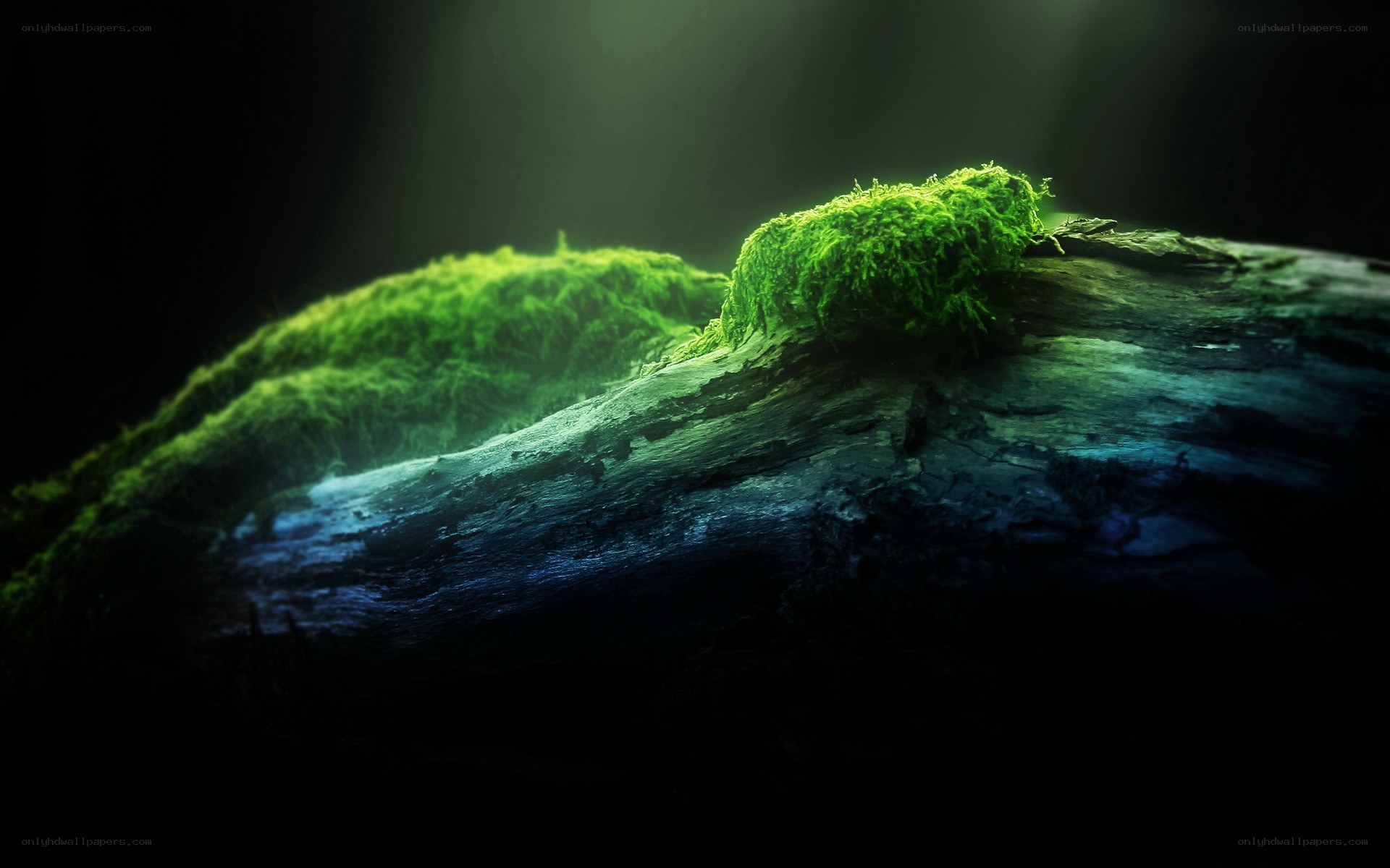 moss on a log in forest