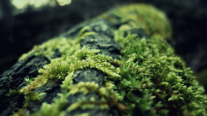 moss on a log