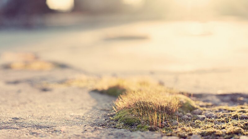 moss on a path at sunset