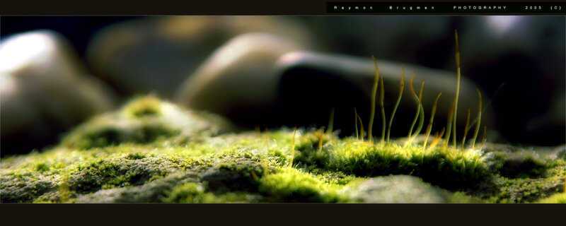 moss on a rock