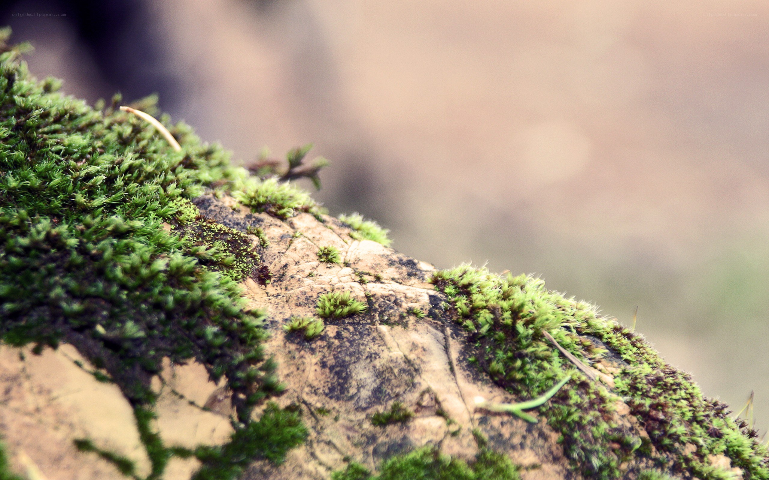 moss on a rock