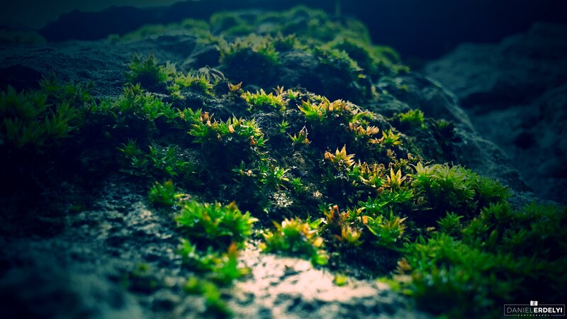 Moss on a Rock — Green, Dramatic