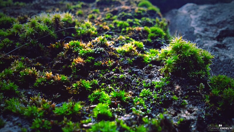 Moss on a Rock — Green, Natural, Photograph