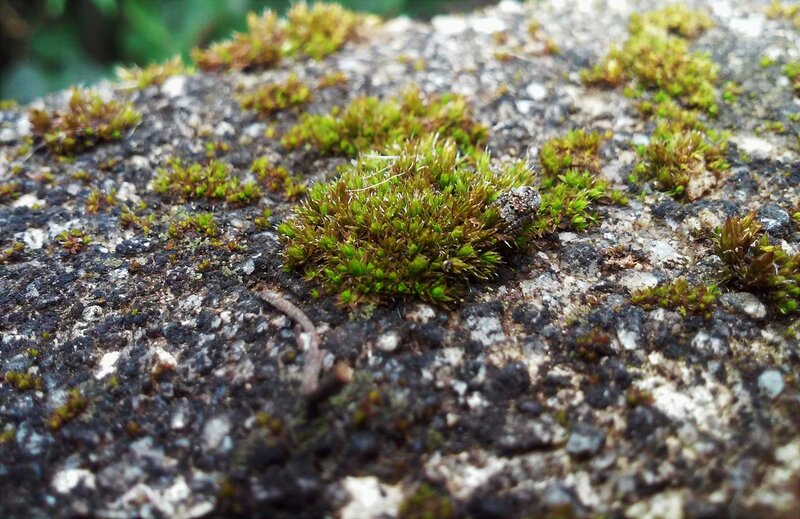 Moss on a Rock — Green, Natural