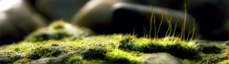 Moss on a Rock — Green, Serene