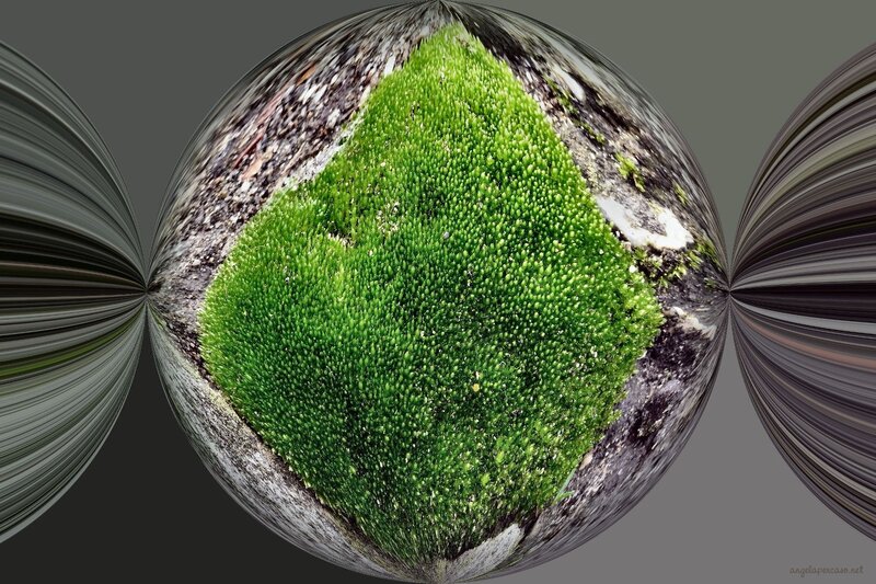 Moss on a Rock — Green