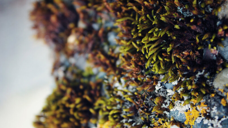moss on a rock surface