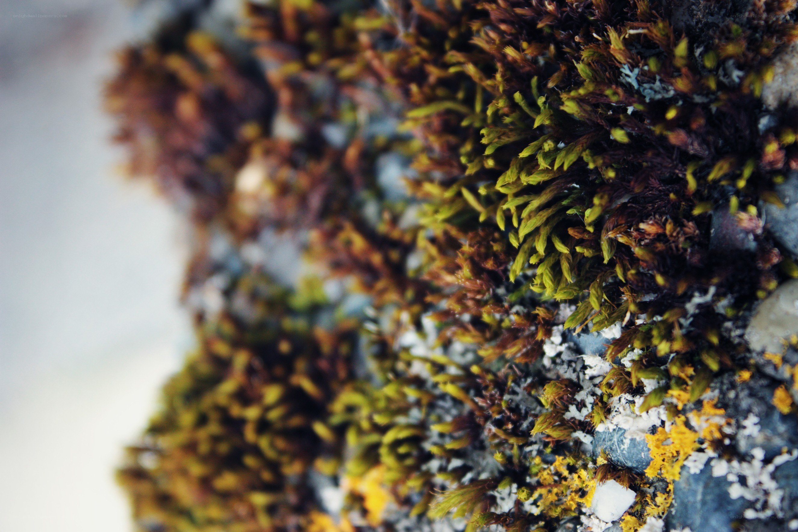 moss on a rock surface