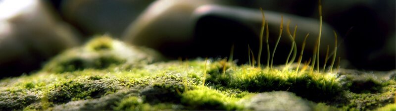 moss on a rock surface