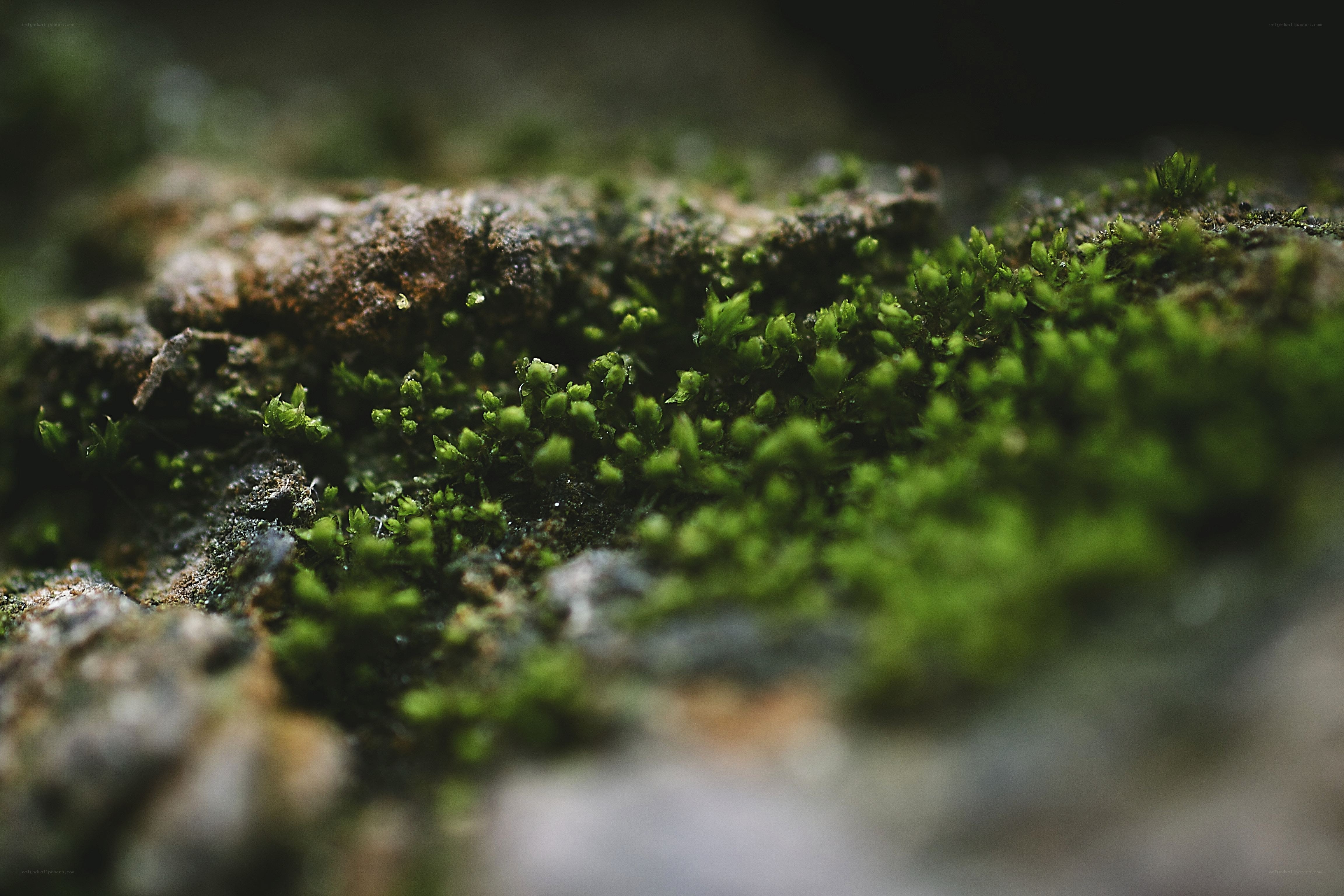 moss on a rock surface