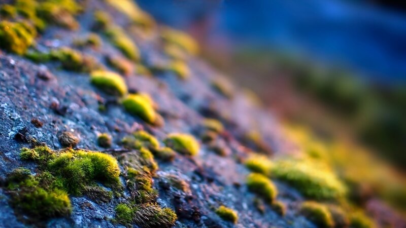 moss on a rock surface