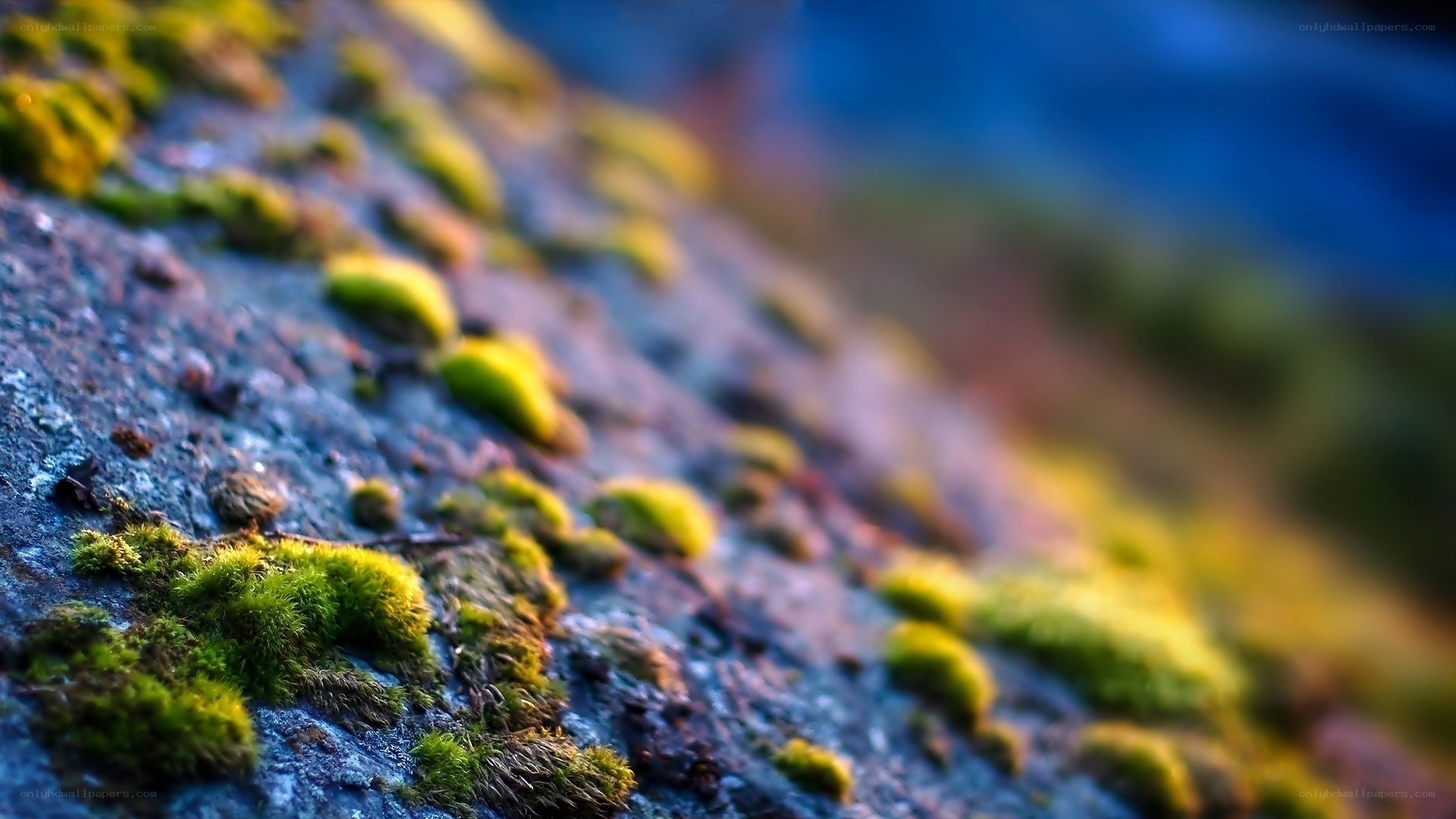 moss on a rock surface