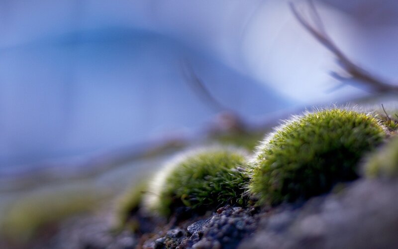 Moss on a rock