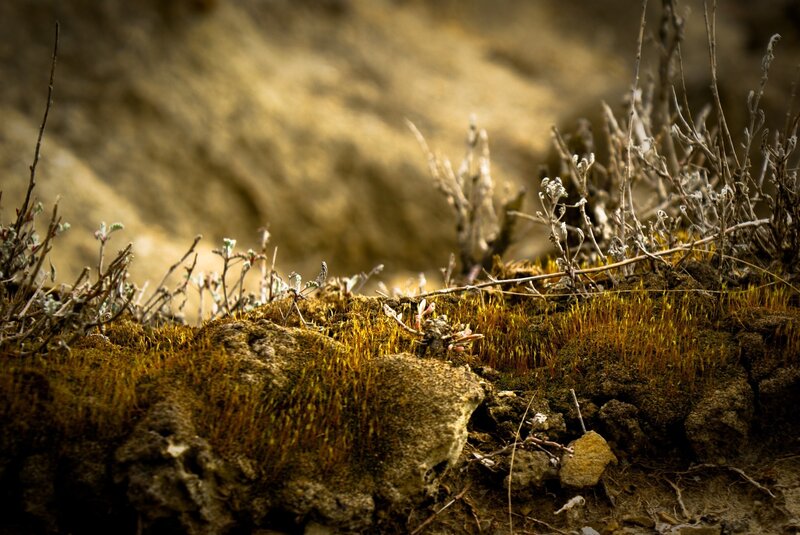moss on a rocky surface