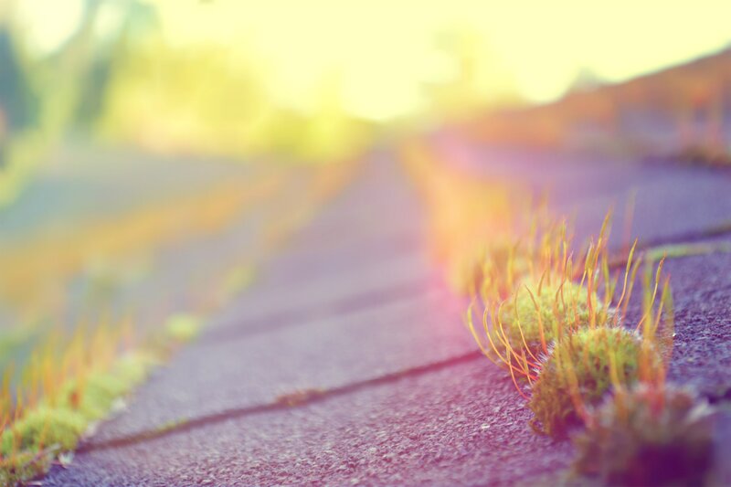 moss on a roof at sunrise