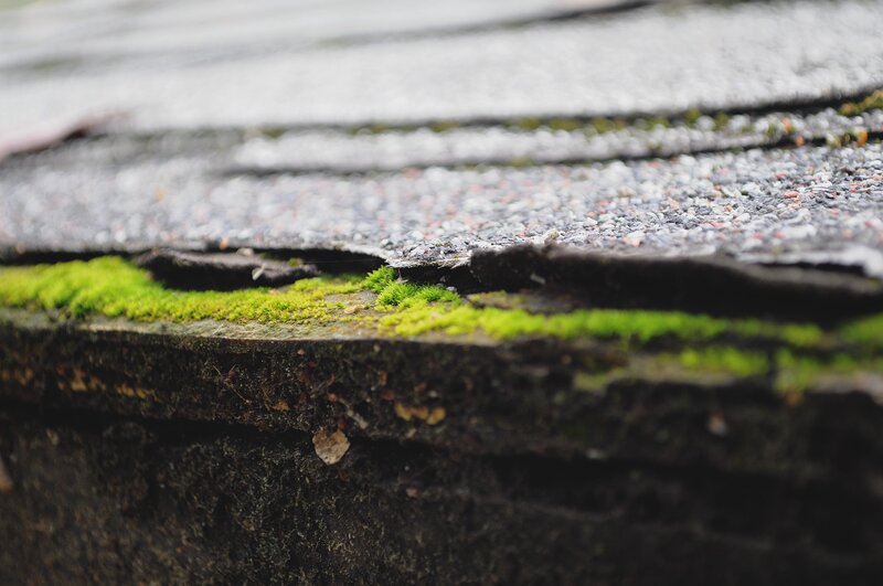 moss on a roof edge