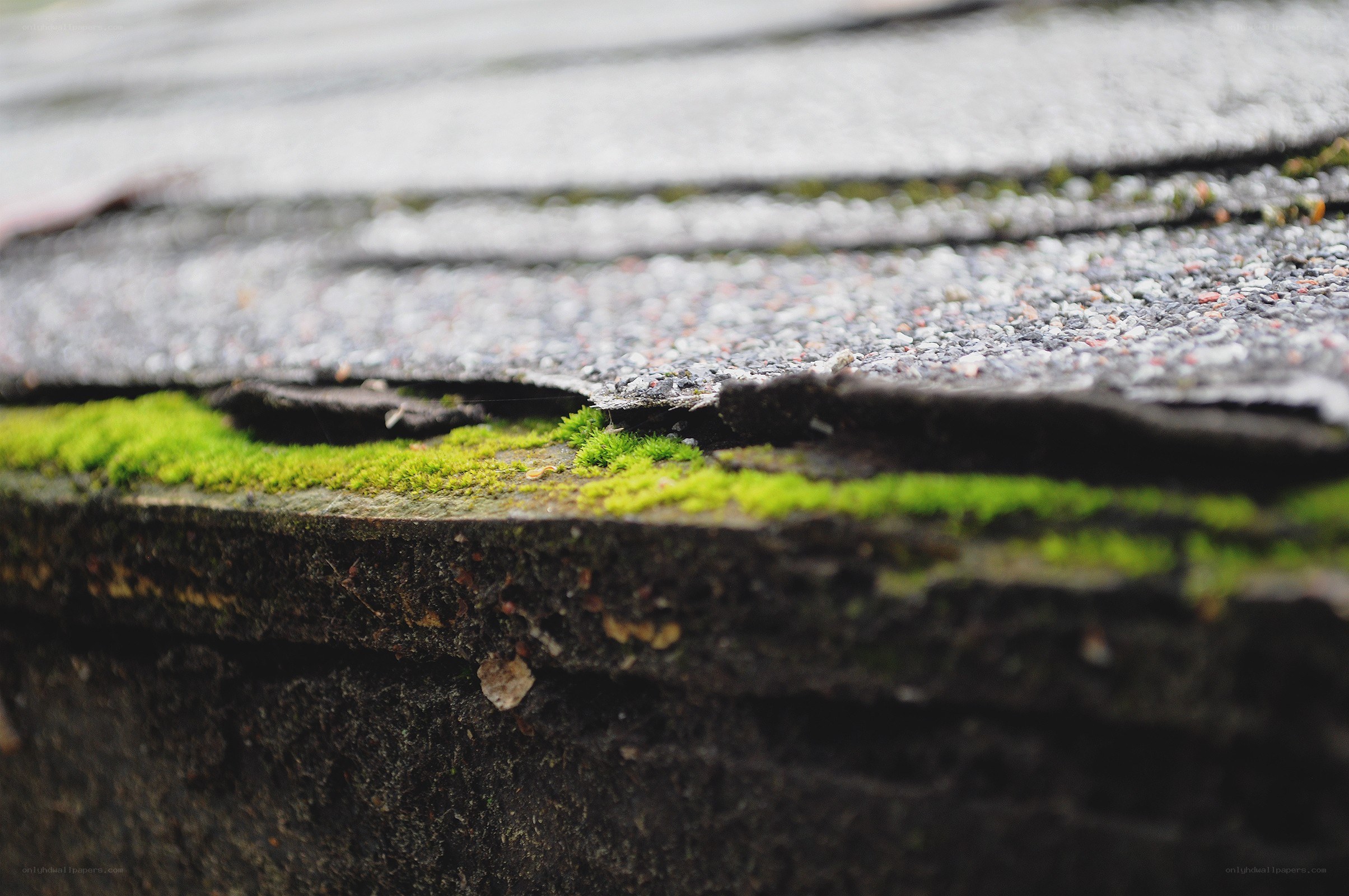 moss on a roof edge
