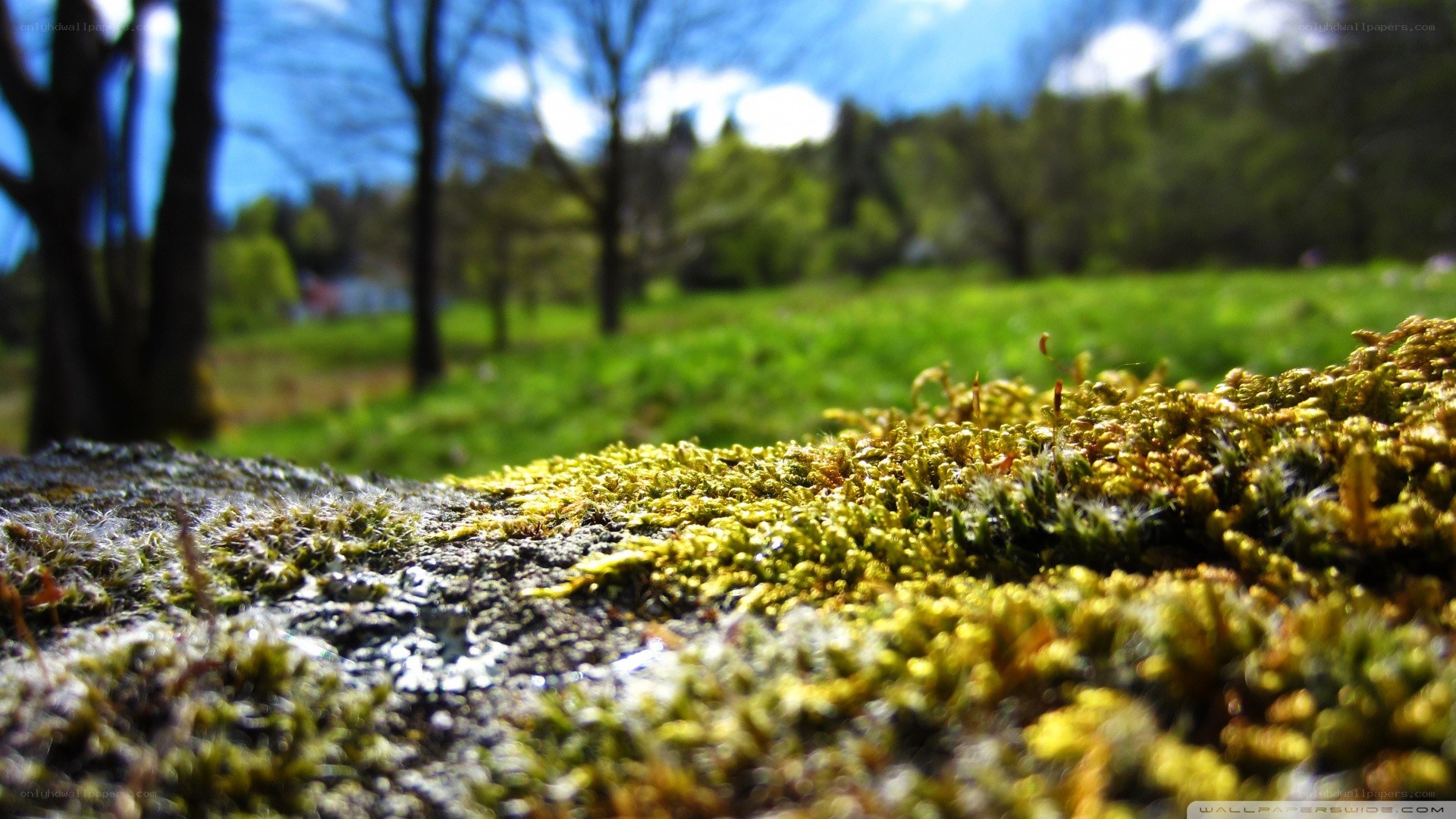 moss on a stone in park