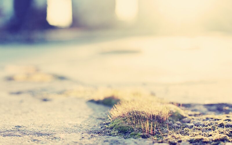 moss on a stone path