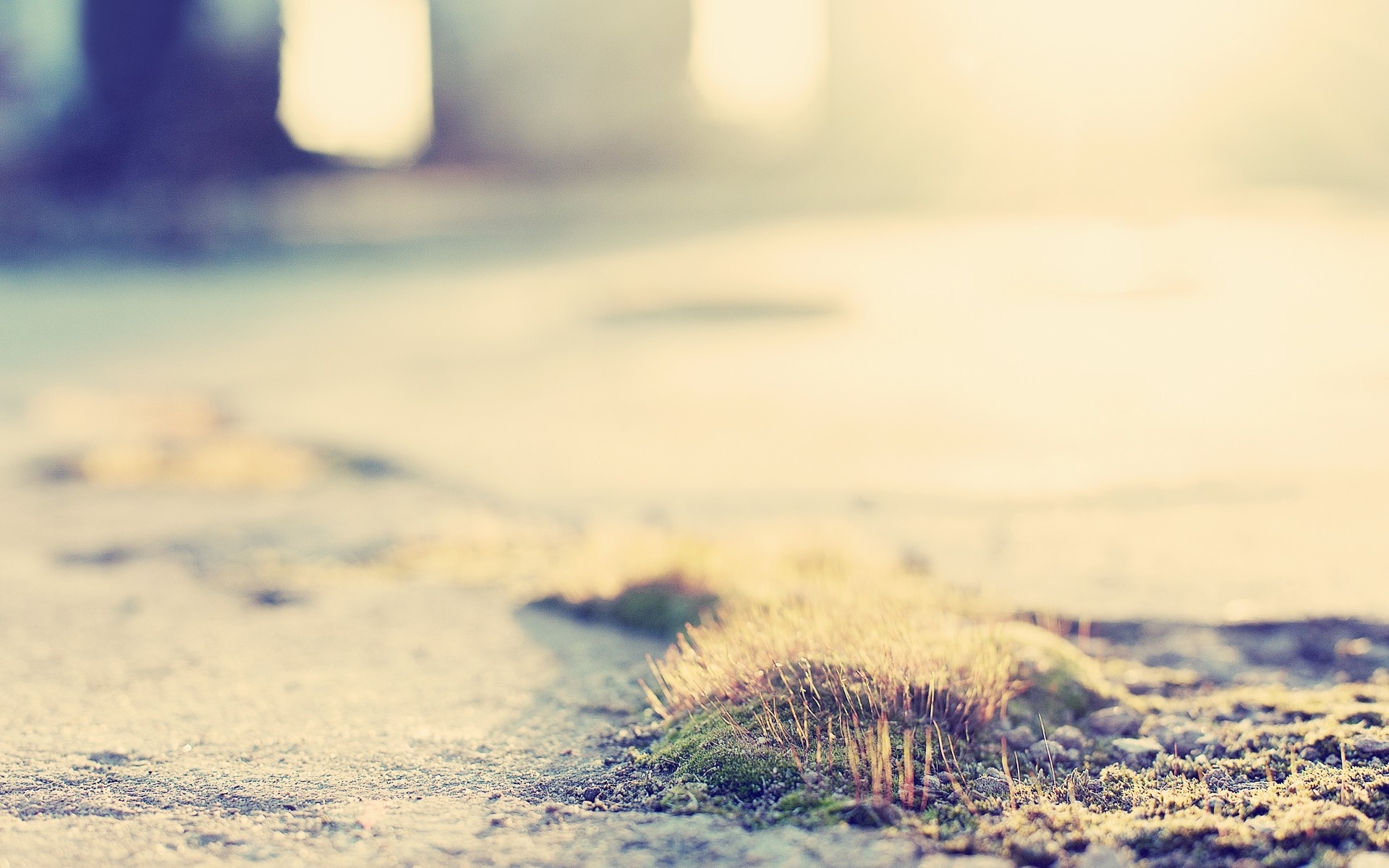 moss on a stone path