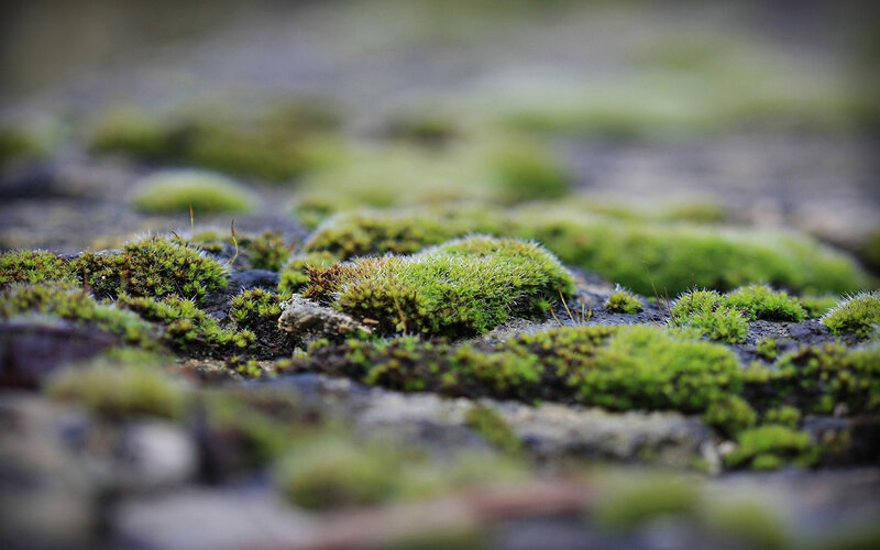 moss on a stone surface
