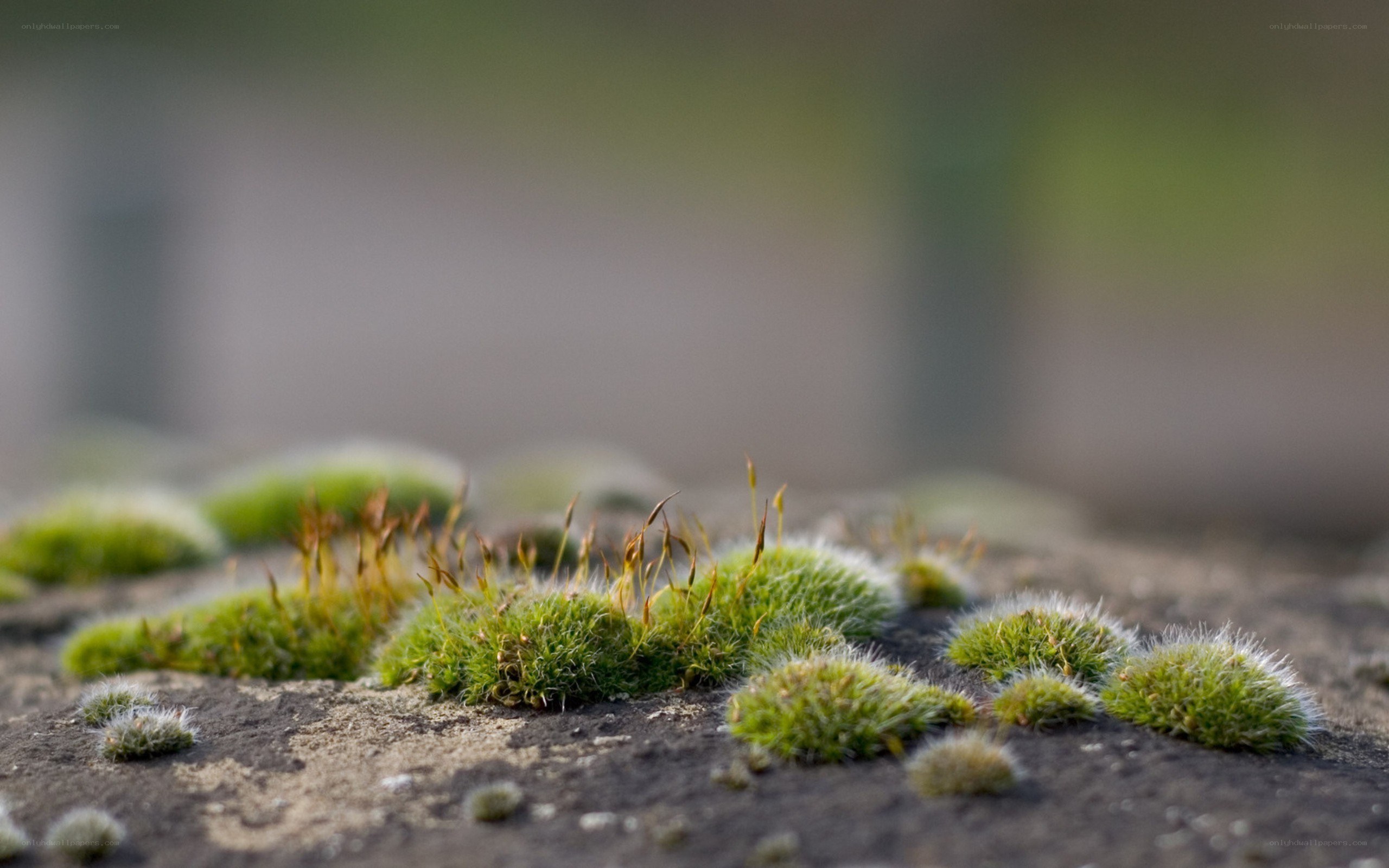 moss on a stone surface