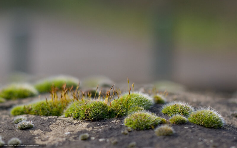 moss on a stone surface