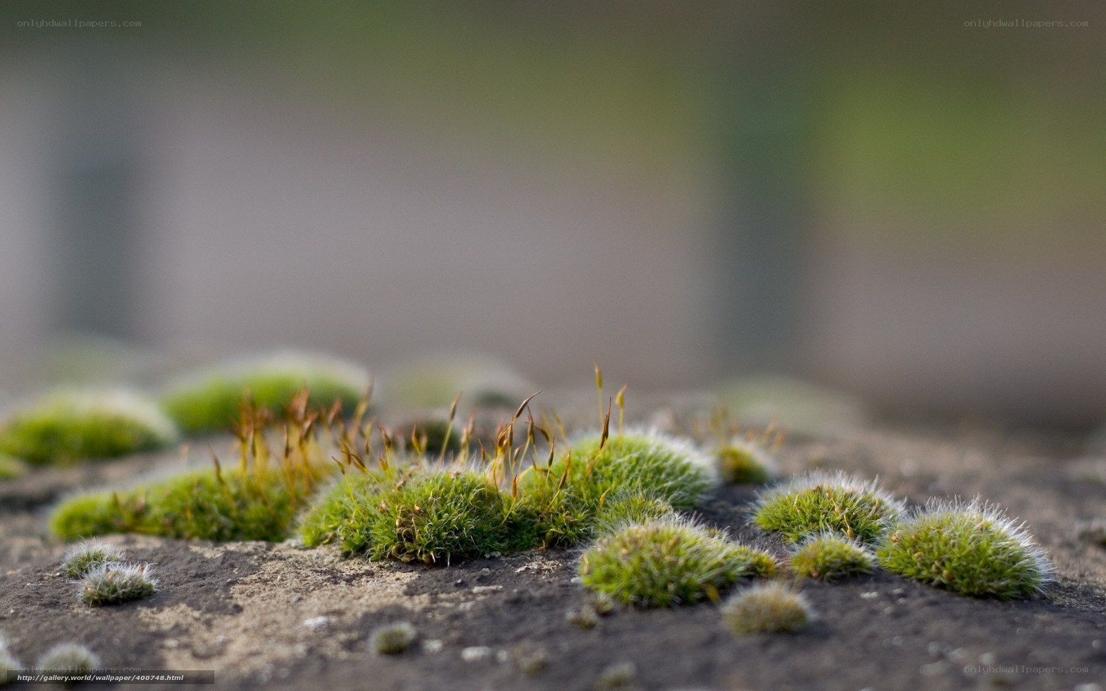 moss on a stone surface