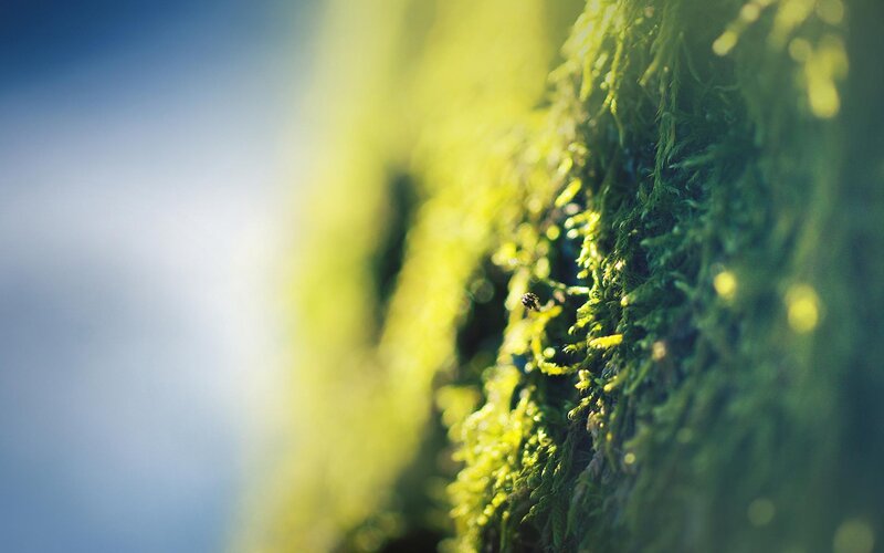 Moss on a Surface — Green, Serene