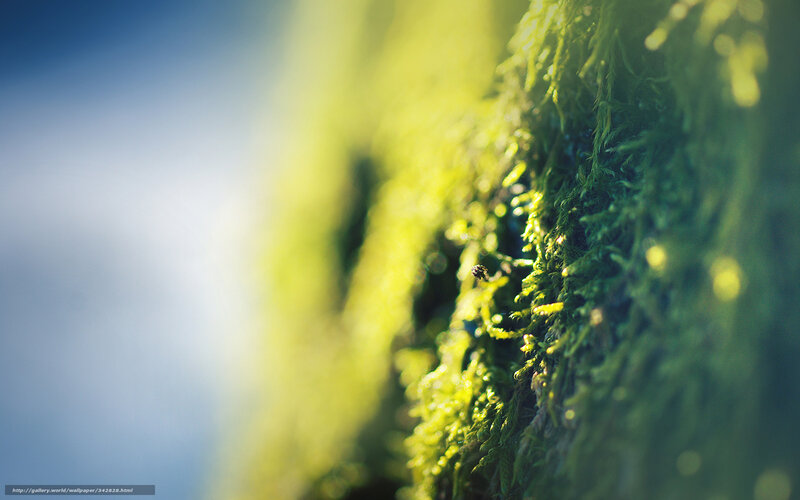 Moss on a Surface