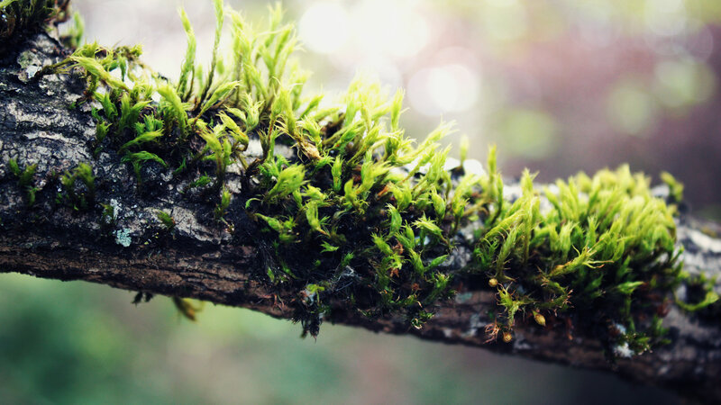 moss on a tree branch