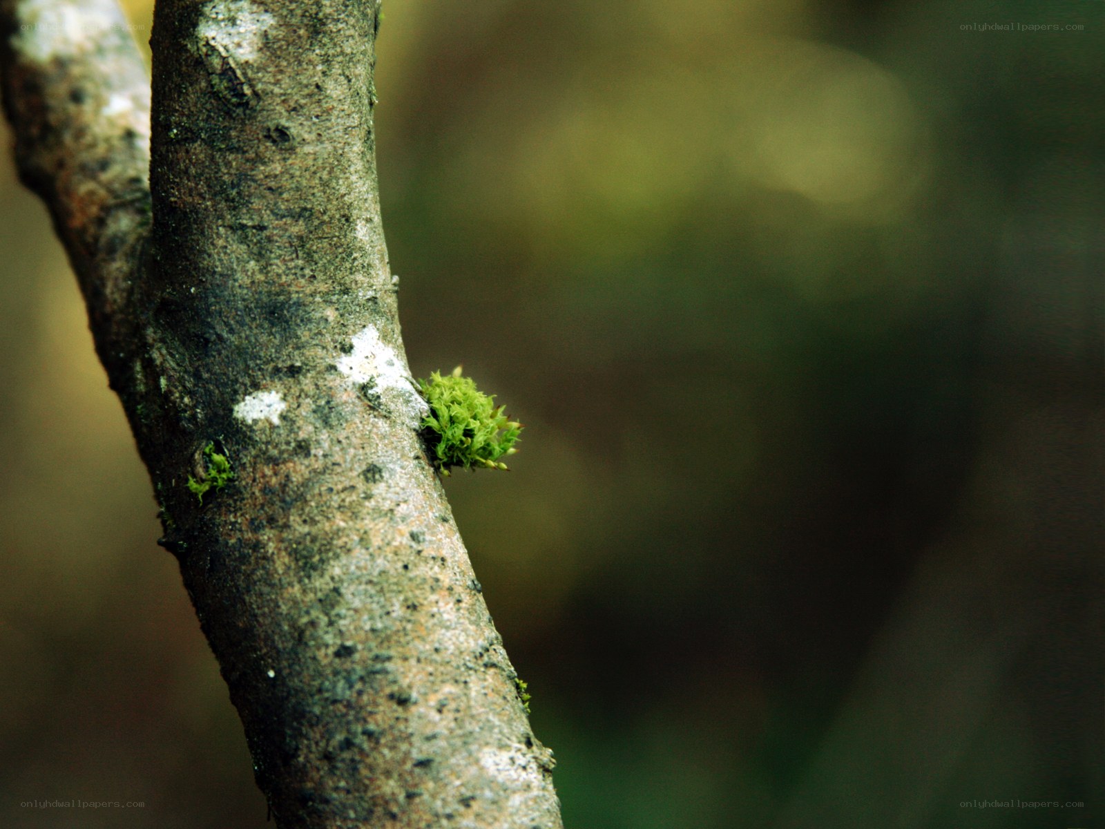 moss on a tree branch