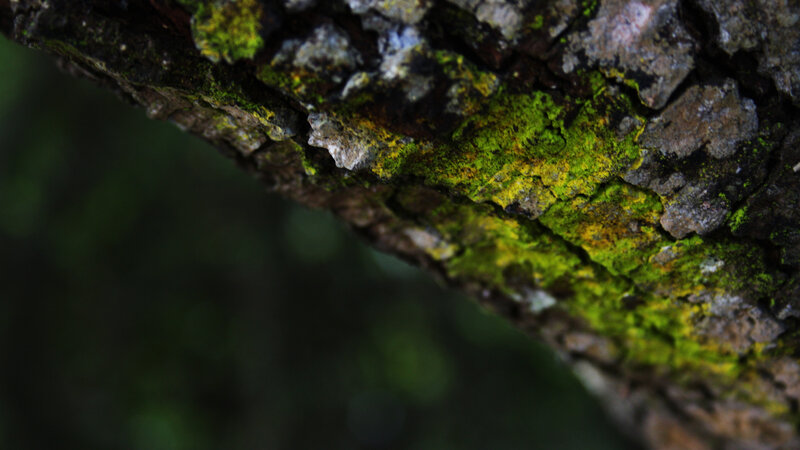 moss on a tree branch