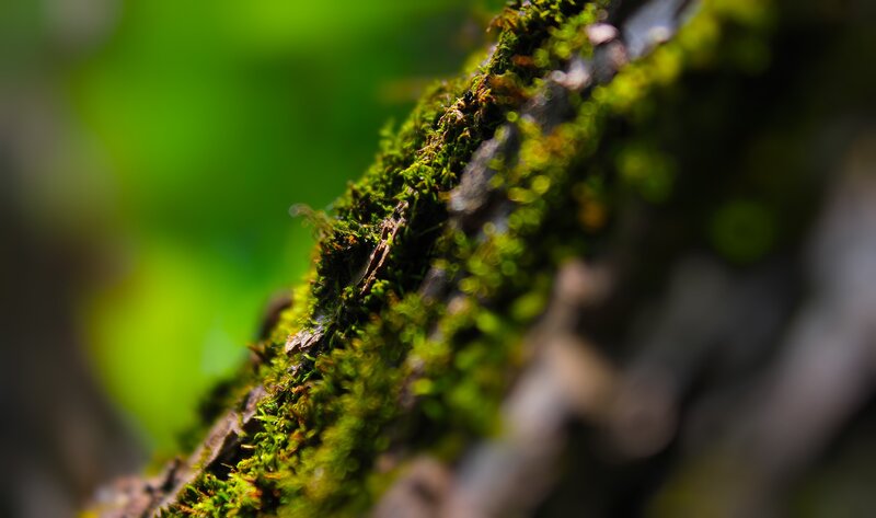 moss on a tree branch