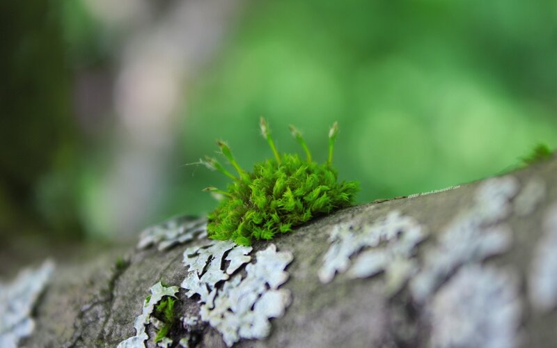 moss on a tree branch