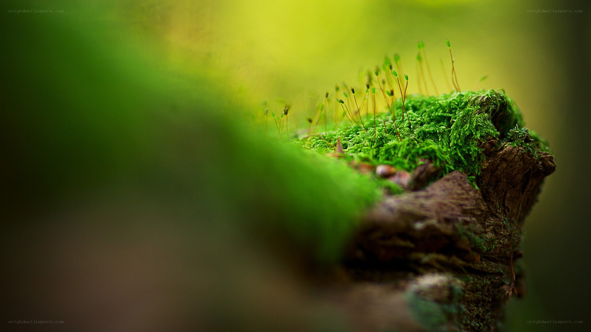 moss on a tree stump