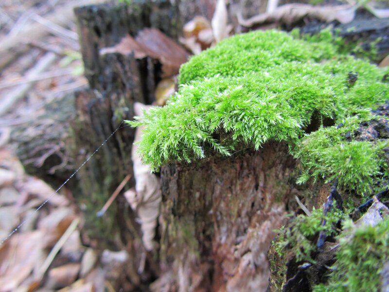 moss on a tree stump