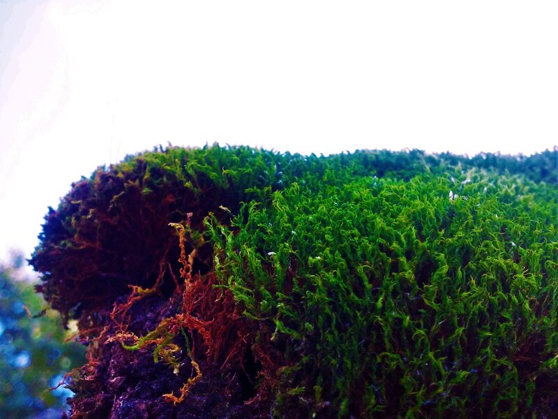 Moss on a Tree Stump — Green